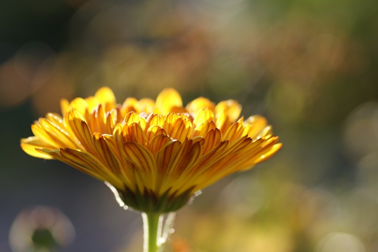 calendula-185322_1920